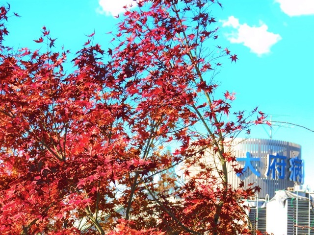 紅葉