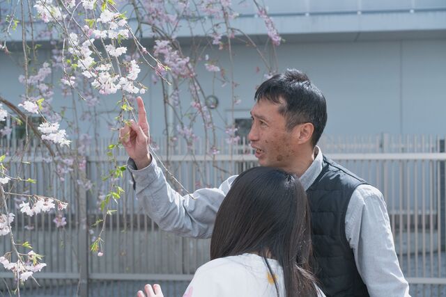 桜