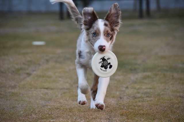 看板犬のモカちゃんです