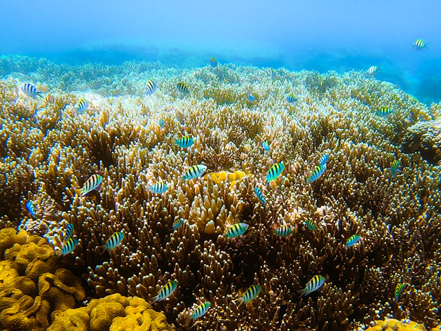 綺麗なサンゴとカラフルな魚たち