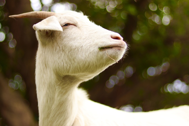 喜界島はヤギ料理が有名