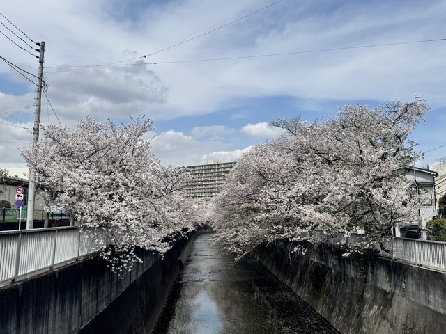 桜